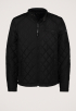 Quilted Jack